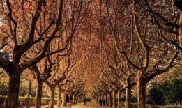 梧桐最新爆料,揭秘娱乐圈惊天秘密